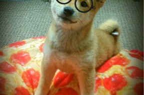 -战术导向对比：中稳、美爆、澳准、德匀