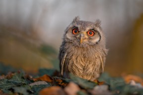 九游(jiuyou)官方网站-“电动冲浪：马鞍山赛场带来前所未有的水上竞速体验”