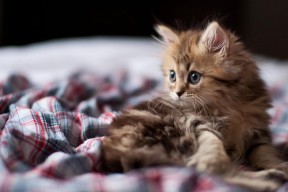 九游娱乐中心-篮网新人首次出场表现超预期赢得掌声，篮网新赛季球员