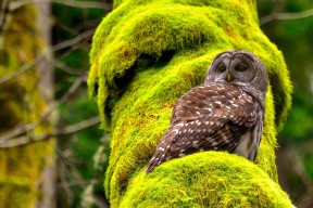 -“克洛普批赛事拖累球员休息周期：体能隐患引担忧”