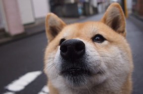 九游娱乐(jiuyou)官网-替补球员是否更适合执行无球压迫任务，替补球员进场怎么处罚