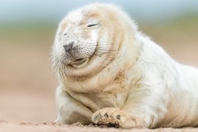 九游网-萨勒尼塔纳阵容轮换见成效，萨勒尼塔vs那不勒斯