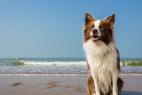 -中国足球联赛转播版权价值持续攀升，中国转播足球赛是几几年开始