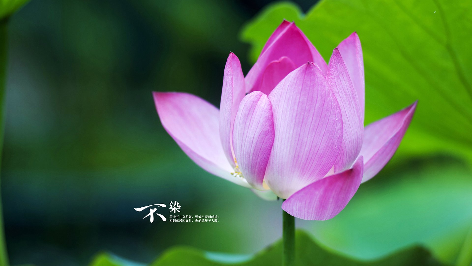 NBA夏季联赛中国球员表现亮眼，nba夏季联赛中国人