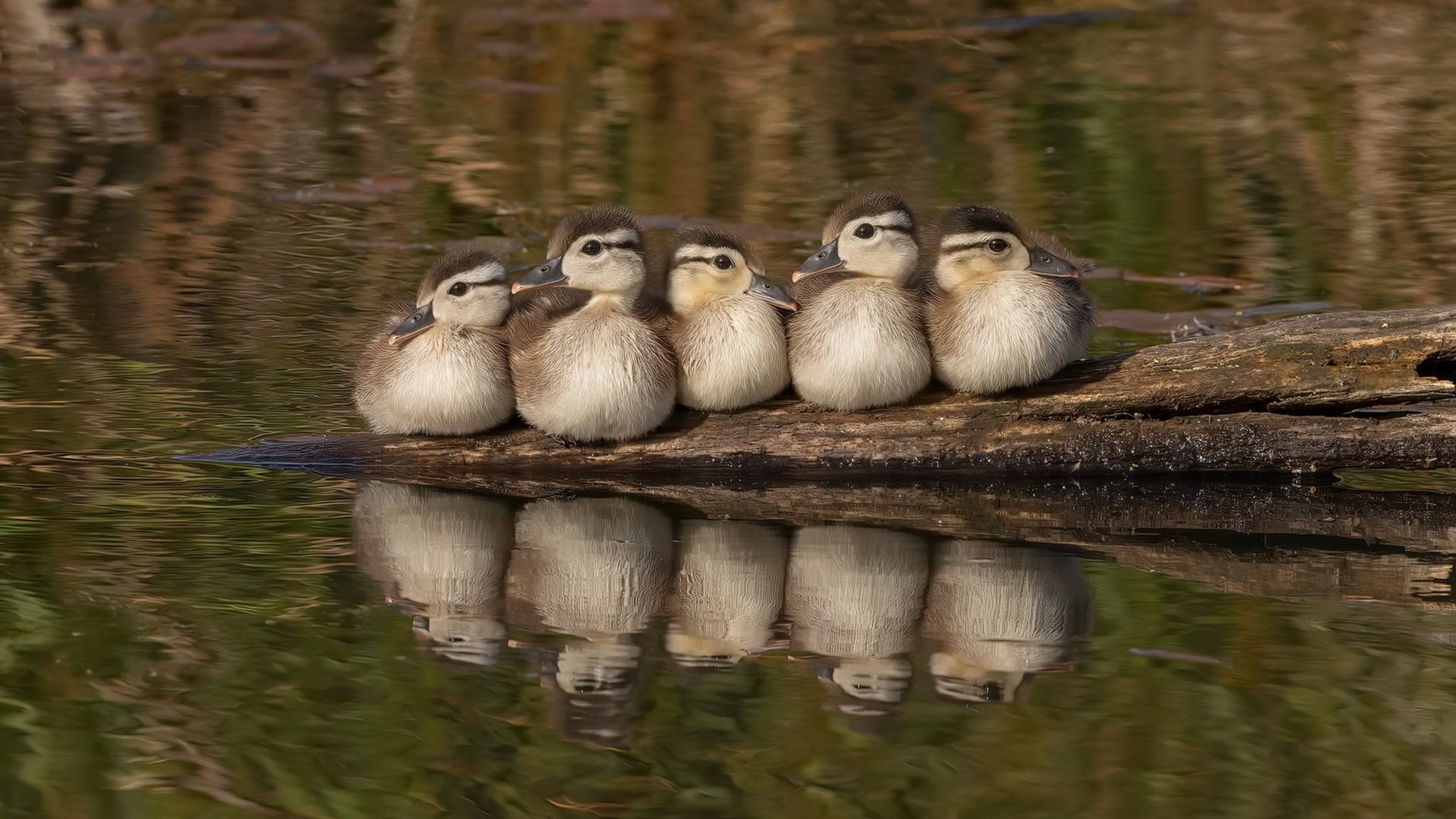 法甲青训系统中压力情境模拟训练的实施与反馈评估