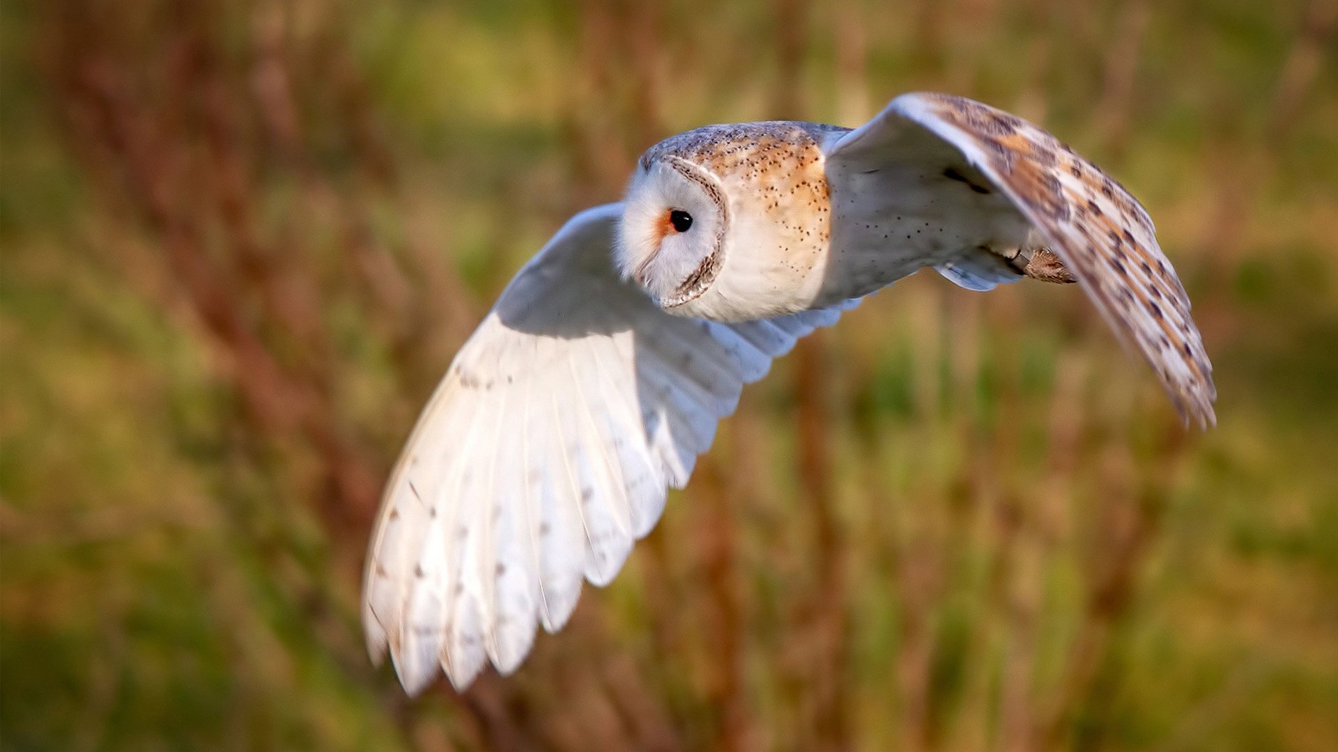 CBA球队鼓励本土球员承担核心角色，cba球队价值