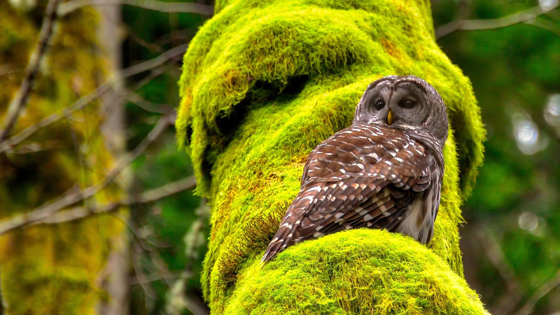 “克洛普批赛事拖累球员休息周期:体能隐患引担忧”