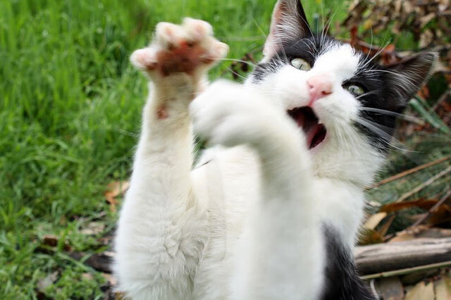 “新都垒球赛:决胜局来临,金牌归属悬而未决”