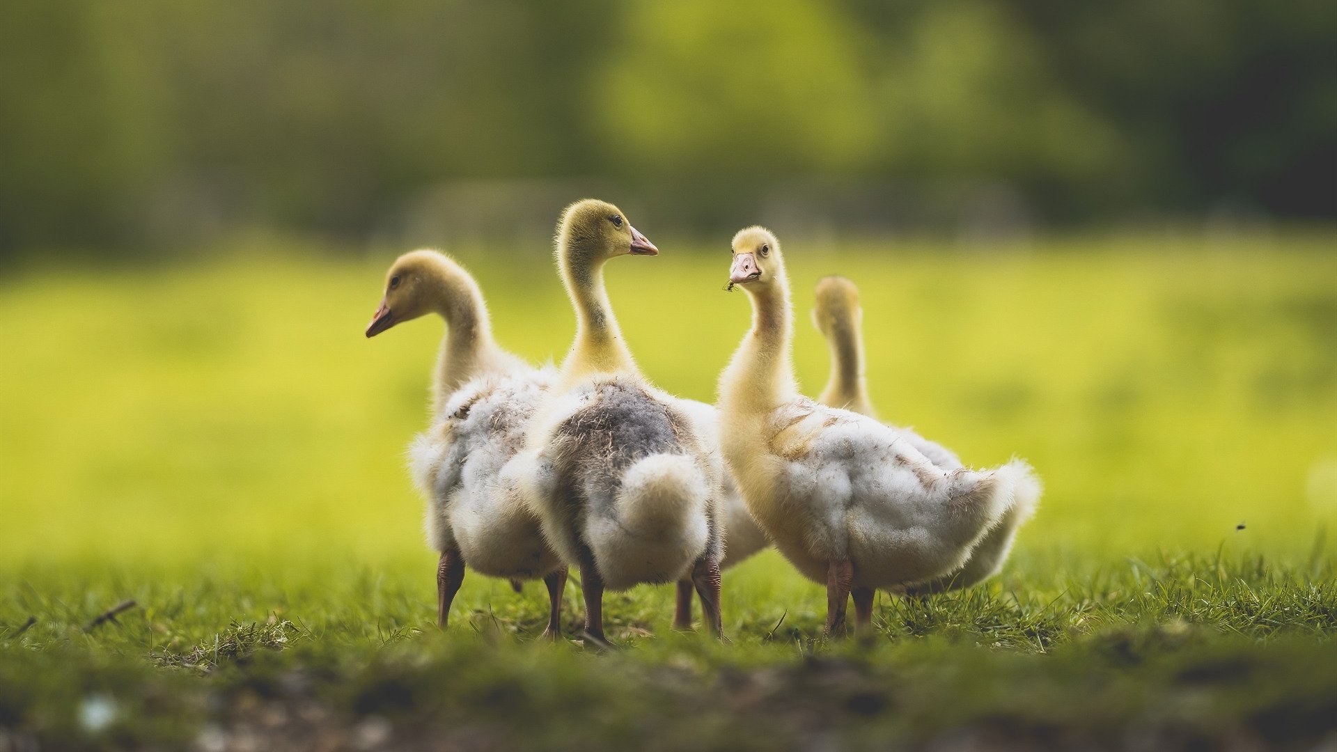 印度队2024年世界杯:强攻与反击相结合,技战术不断优化,印度参加世界杯预选赛了吗