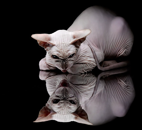 身体素质对篮球技术的补充作用,身体素质对篮球技术的补充作用是什么