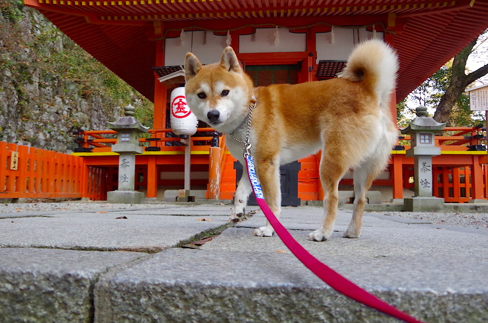 中国足球职业俱乐部品牌影响力增强,国内有名的足球俱乐部