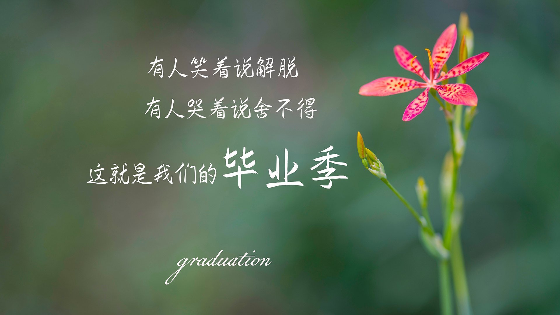 伊布拉希莫维奇职业生涯累计进球超500粒,足球传奇永不褪色,伊布拉希莫维奇是几号球衣