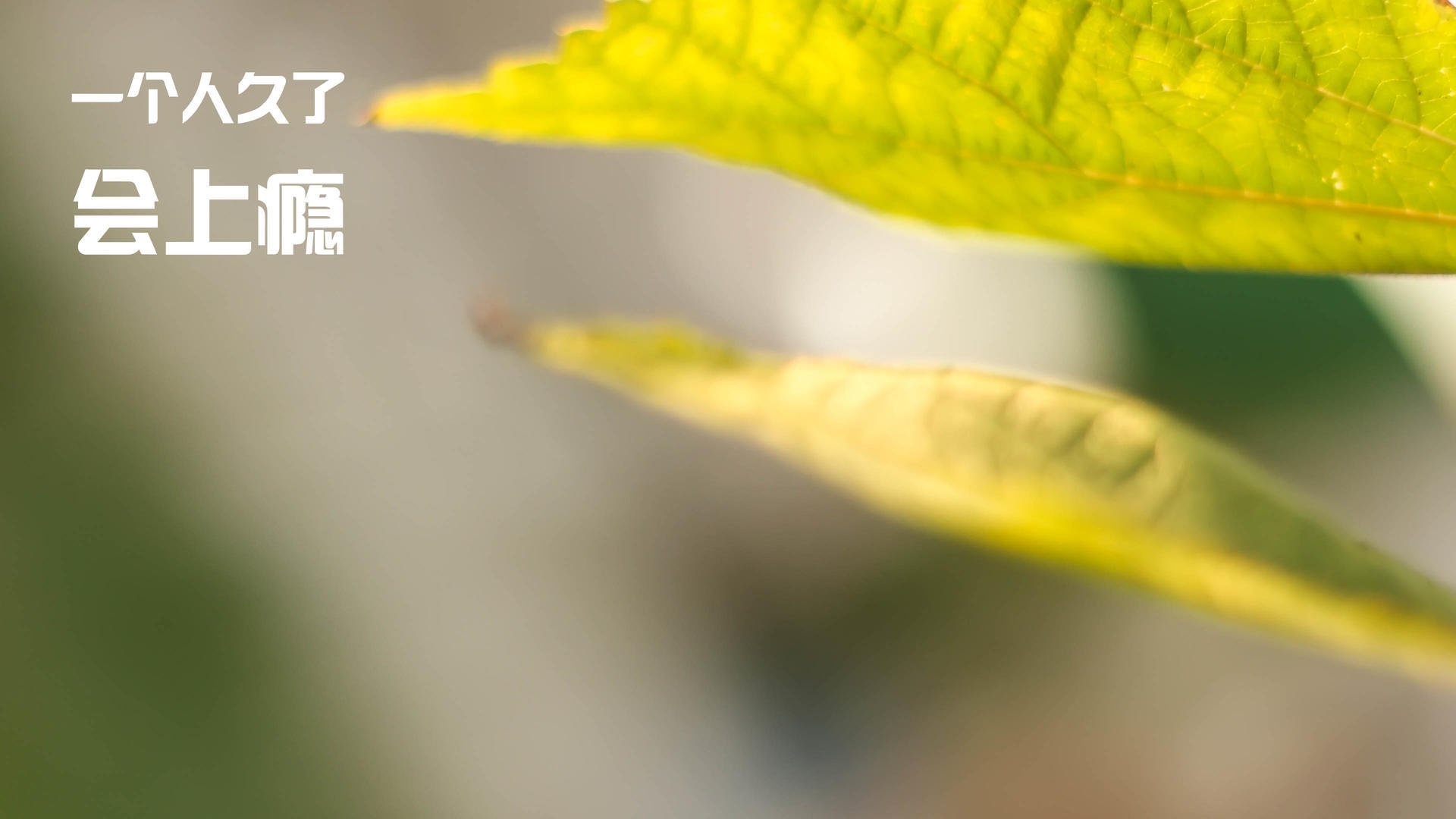 夺冠热门状态不佳遭遇两连败球迷情绪出现波动，热门夺冠选手