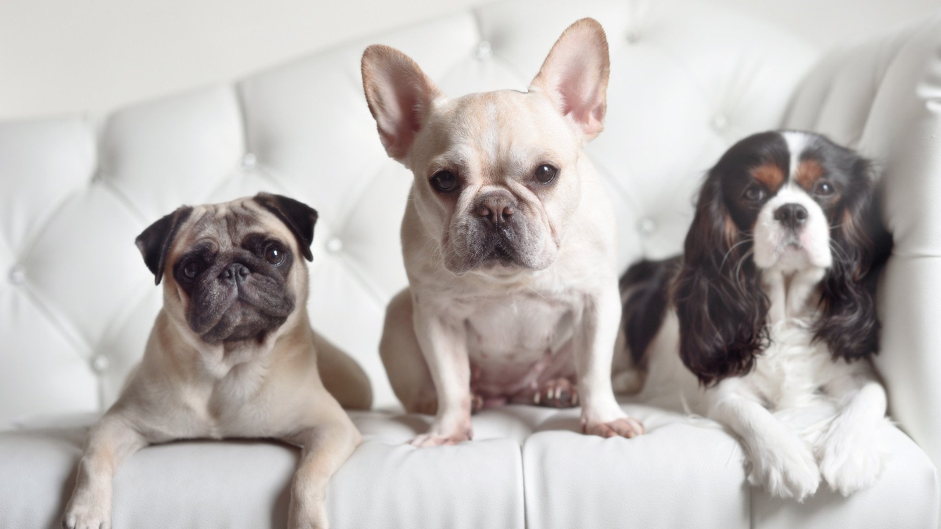 巴西足球青训体系持续优化,精彩年轻球员不断涌现