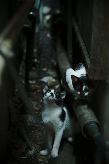 帕利斯特女子800米自由泳赛场亮点，女子800米自由泳2011