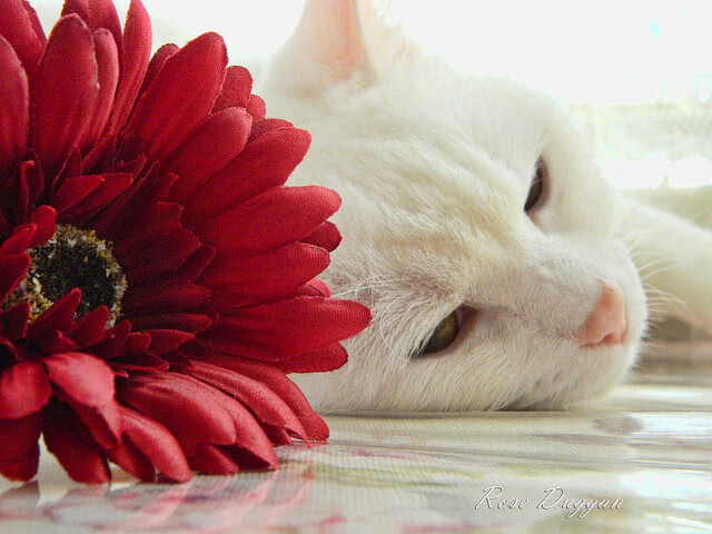 曼联在主场爆冷战胜劲敌，积分榜上升新高度