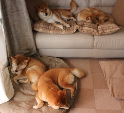 羽毛球专项力量训练课程开始推广，羽毛球专项素质训练课