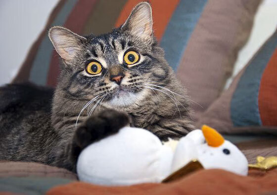 中超联赛裁判培训质量提升,中超联赛裁判员