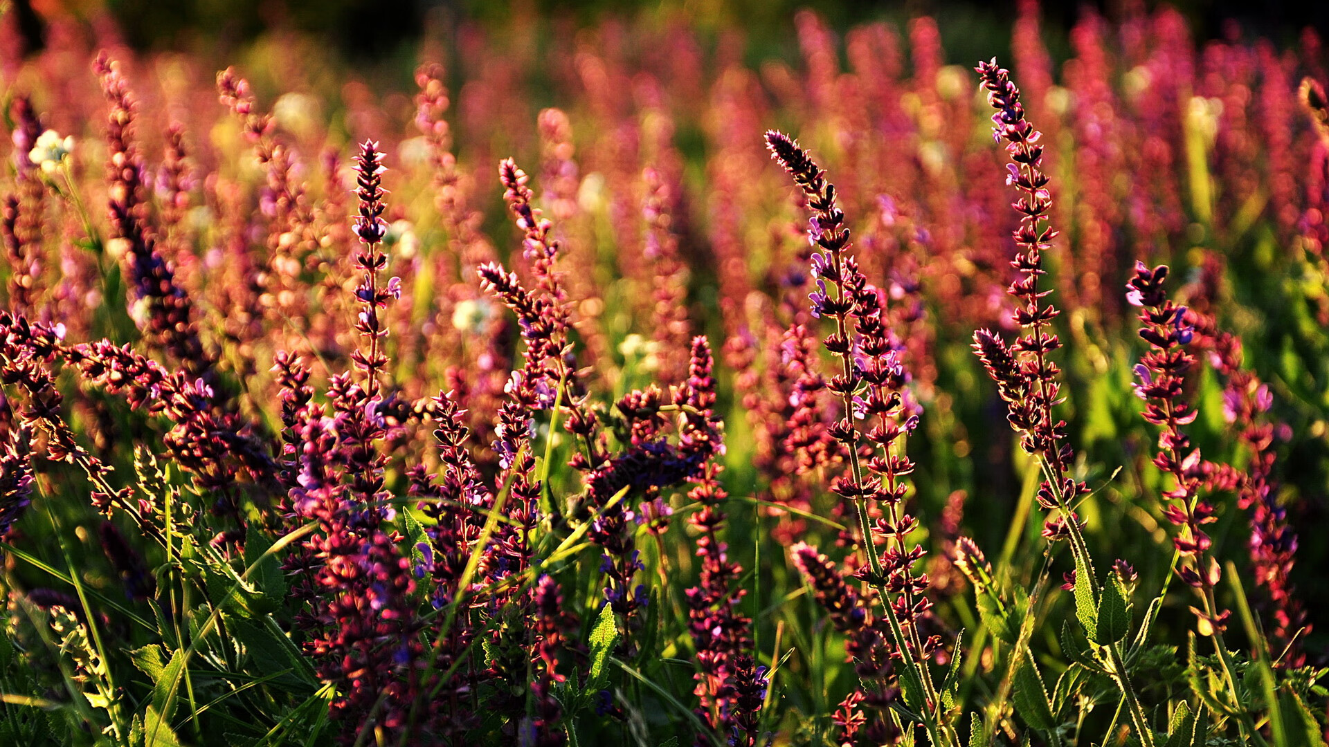 博卡青年多次造越位成功,博卡青年是豪门吗